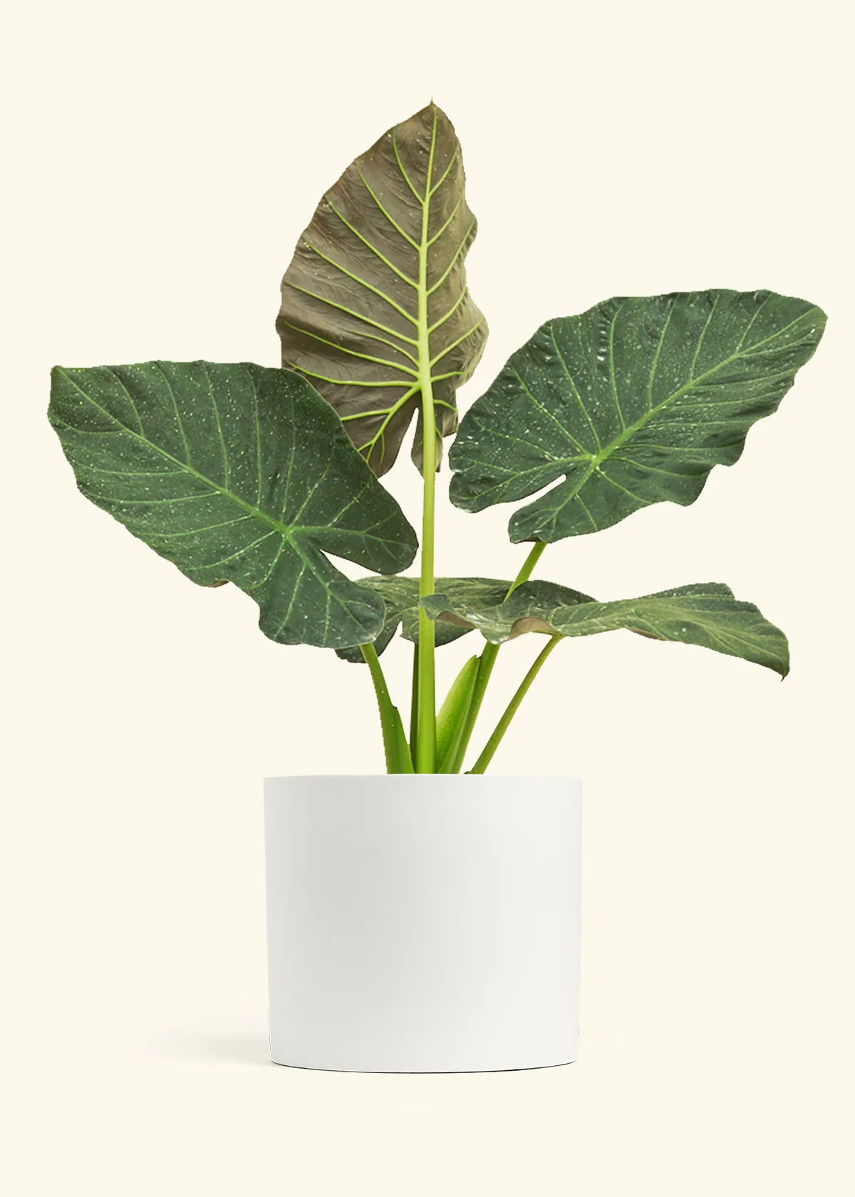 Product image 104