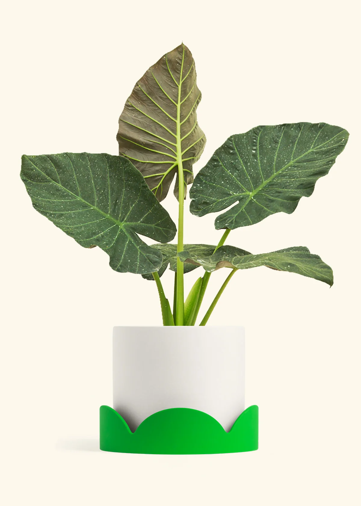 Product image 91