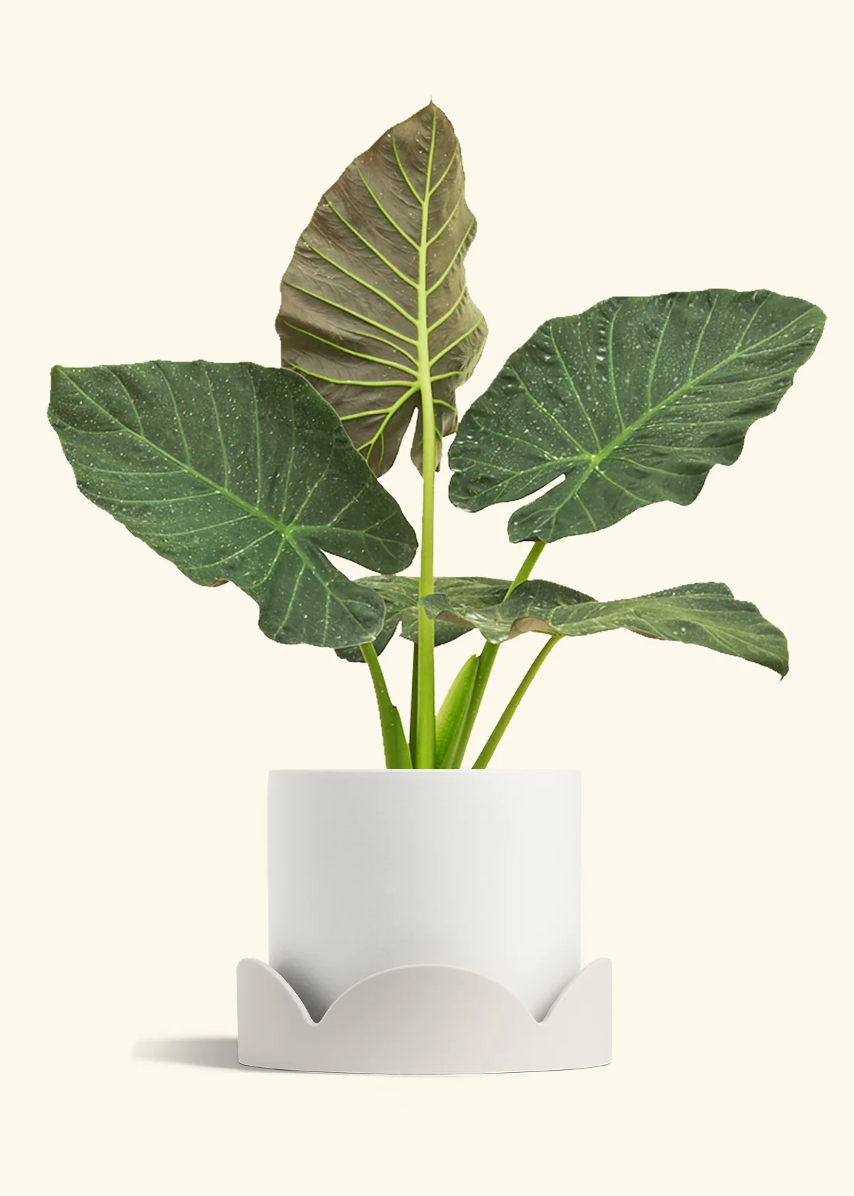Product image 92