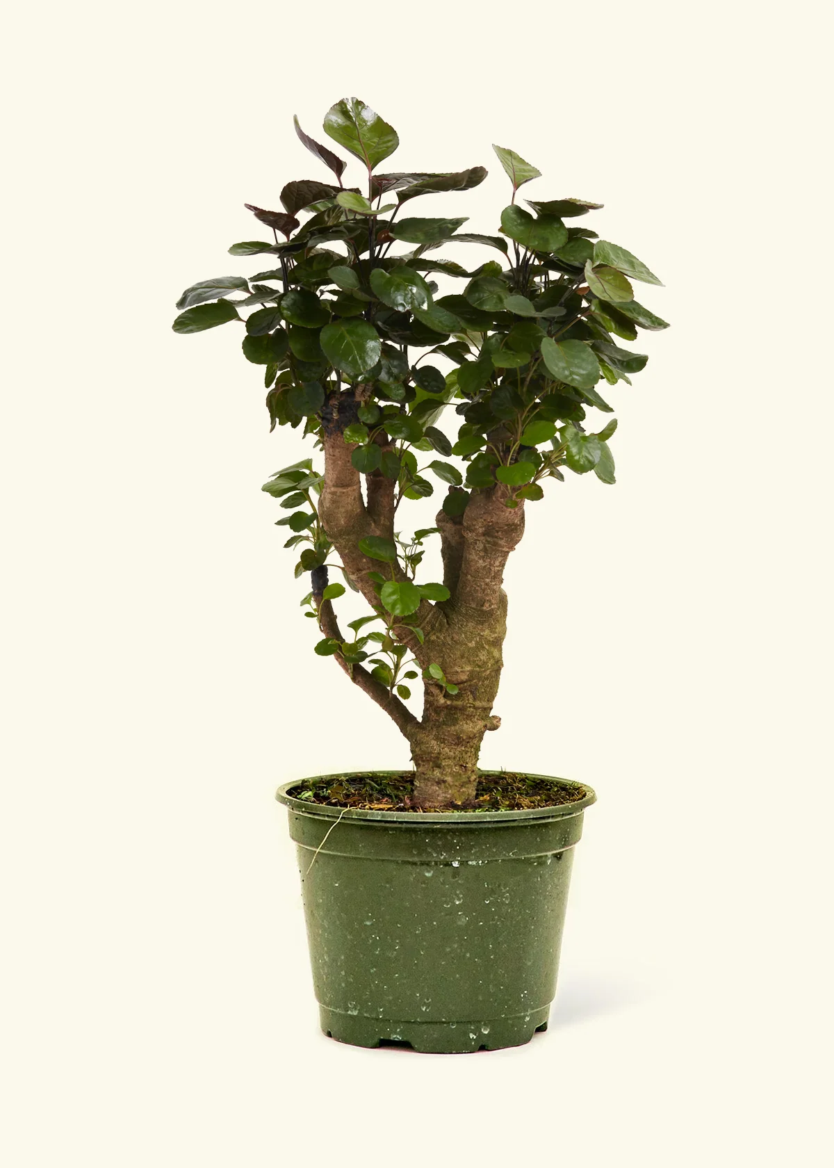 Low Light Plants